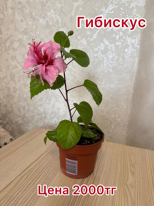Продам цветок «Гибискус»в народе китайская роза