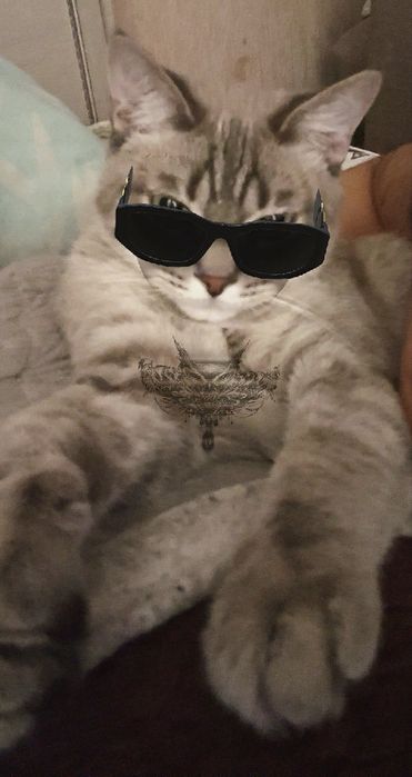 Кошки для продажу