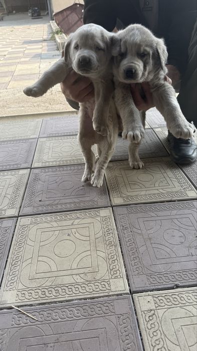 Продам щенков тобета