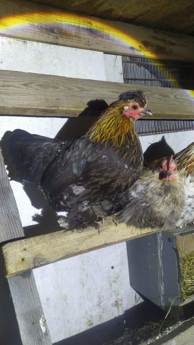 Продается яйцо карликовые куры