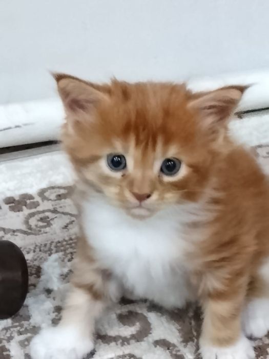 Котята мейн куна