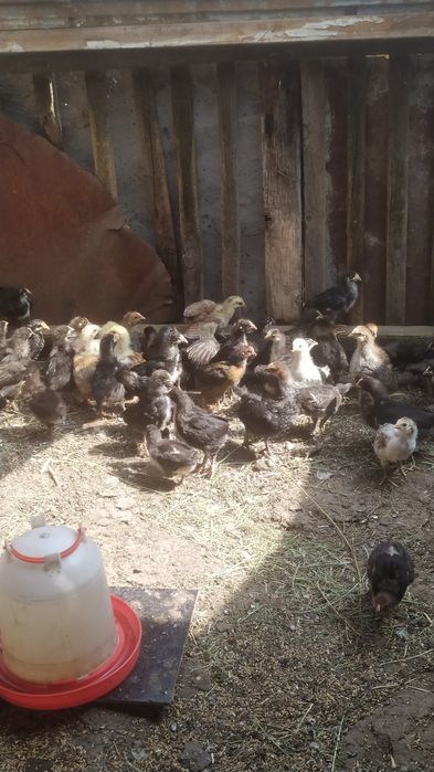 Домашние цыплята.