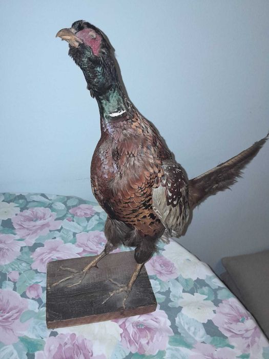 Vand o pereche de fazani impaiati