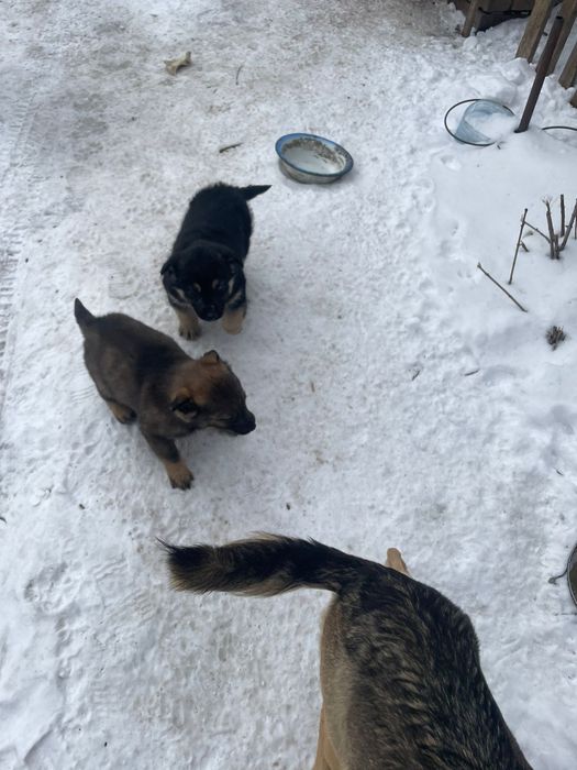 Щенята в хорошие руки