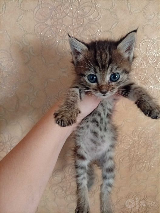 Отдам даром котят