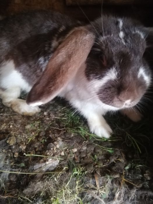 Продаю кроликов..