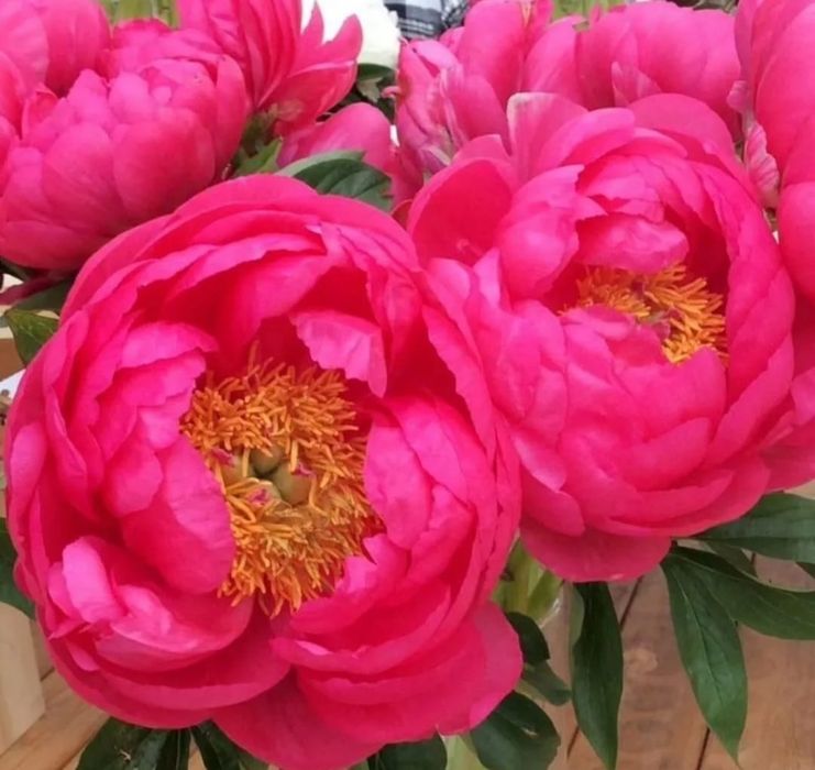 Пионы на весну(коллекционные)