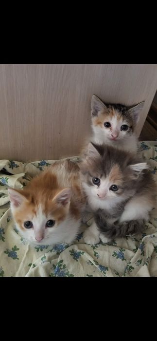 Котята! В добрые руки!!