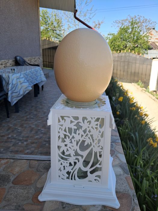 De vinzare oua de strut calitate superioara 0 colesterol