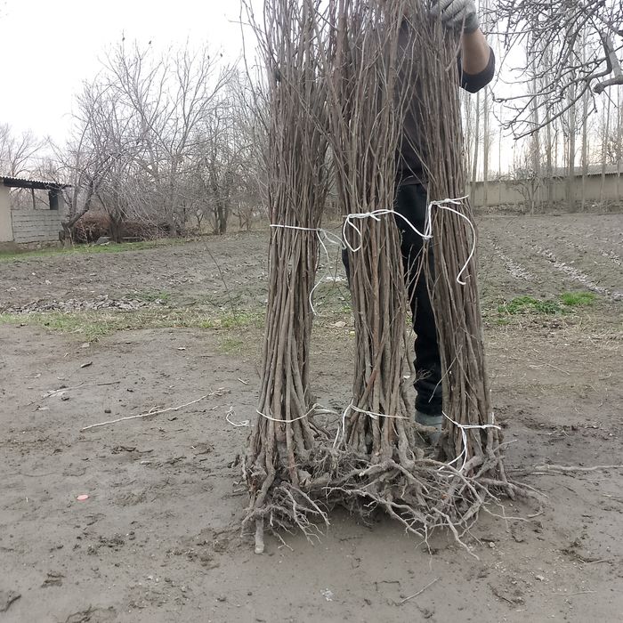 Achchiq gilos koʻchatlari yashil makon loyihasi uchun