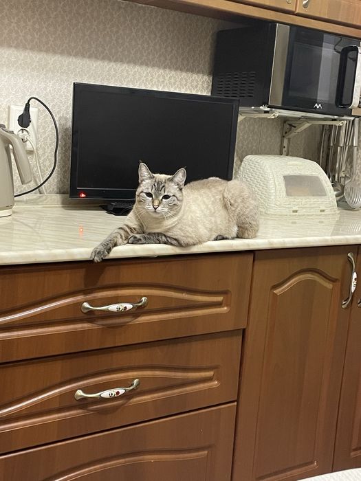 Отдам кошку в добрые руки