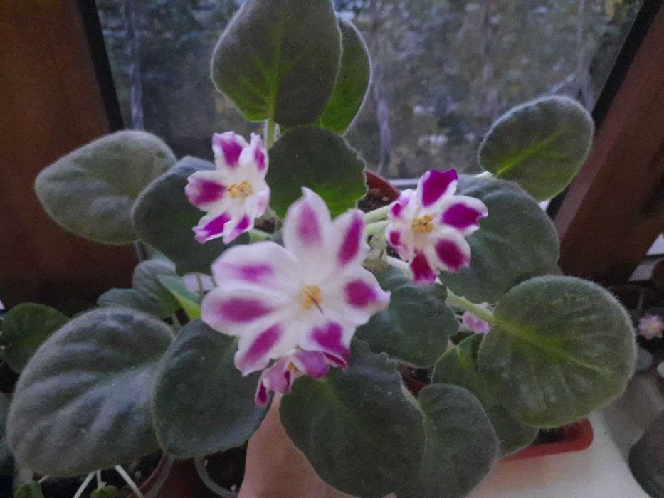 Продаются фиалки