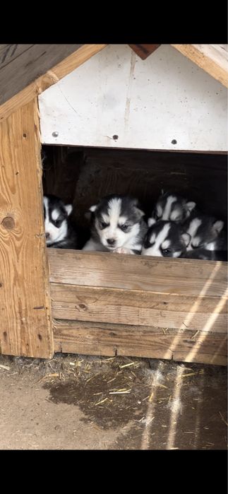 Продам щенков хаски