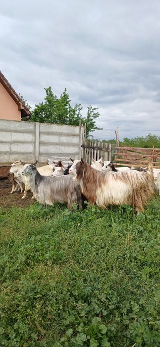 Vând capre de ținut