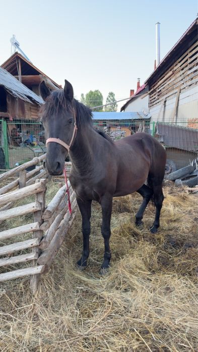 Iapa neagra , un an si 5 luni