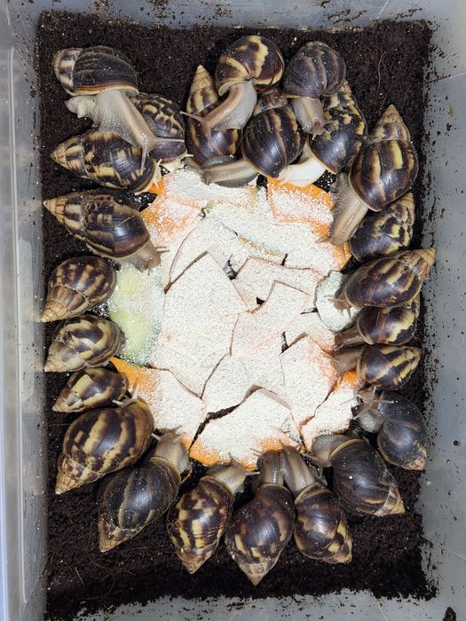 Улитка 2000 тенге