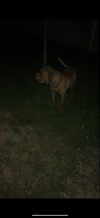 Американский питбуль