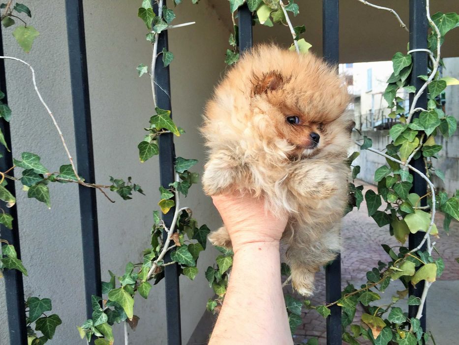 Померан мини Померанчета