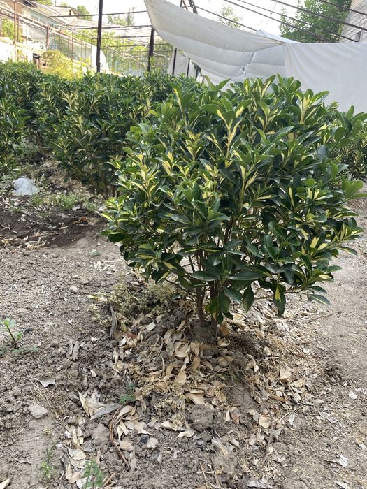 Сарик шамшод срочна сотилади