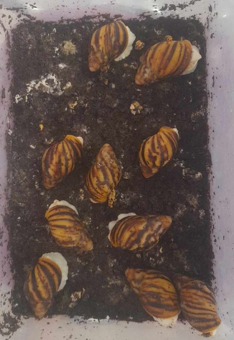 Калции и кокосова почва за охлюви