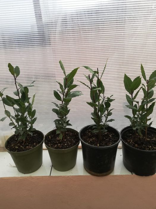 Plante Dafini în ghiveci