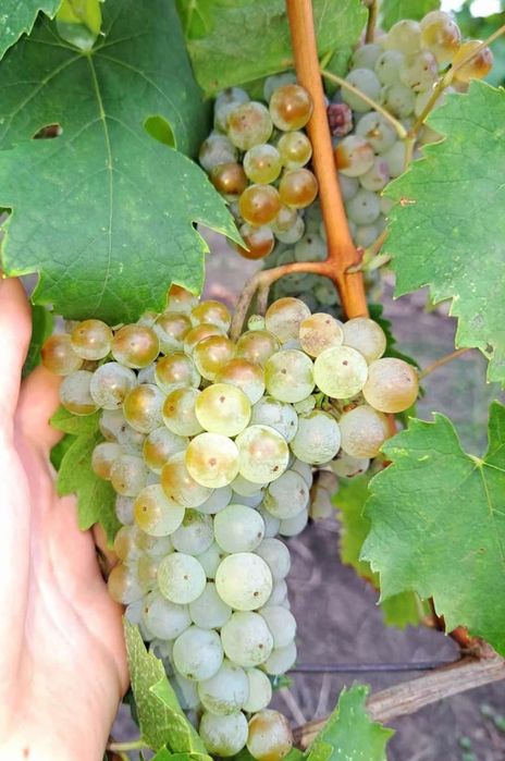 Struguri de vin
