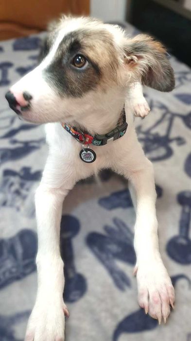 отдам щенка мальчика в добрые руки