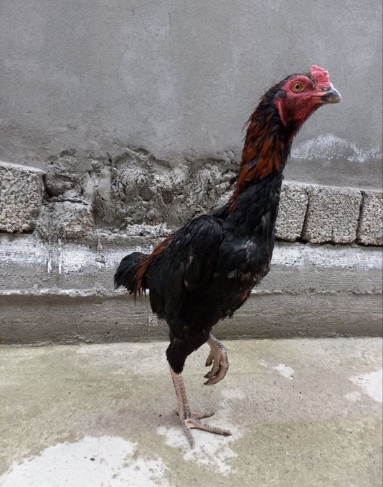 Dakan xoroz sotiladi