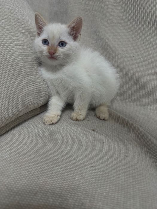 Отдаем чудесных котят