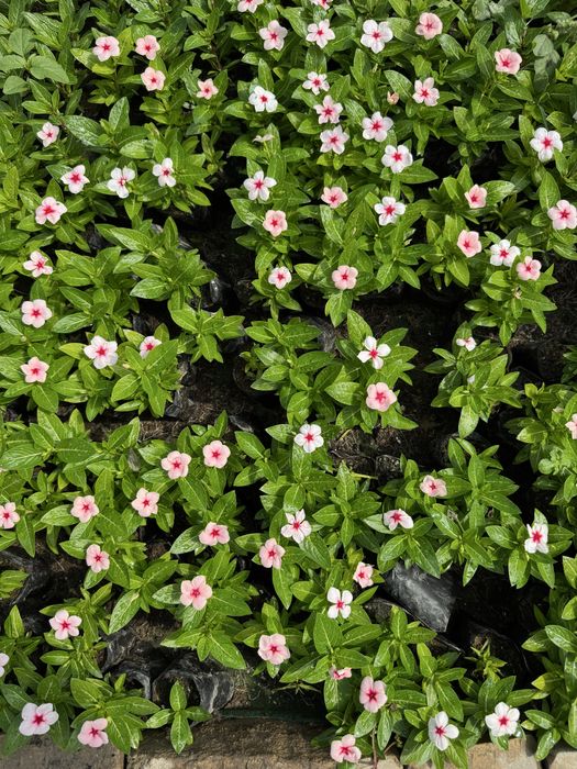 Katarantus, hamisha bahor gul ko’chatlari