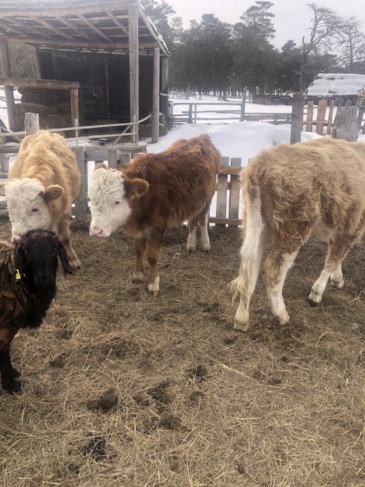 Продам на дорошивание