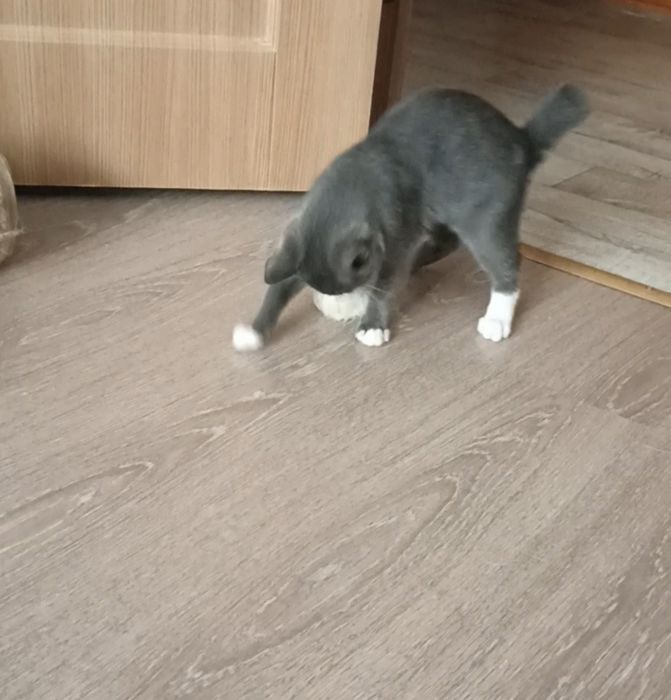 Котенок,2,5 мес,мальчик в добрые руки