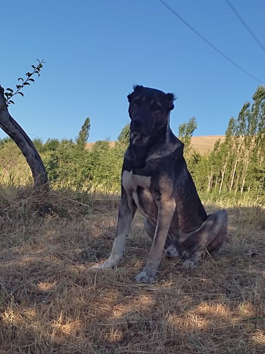 Кангал+алабай чатишган