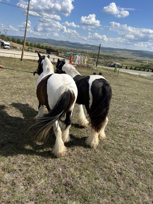 Pereche gipsy vanner tinker de vanzare