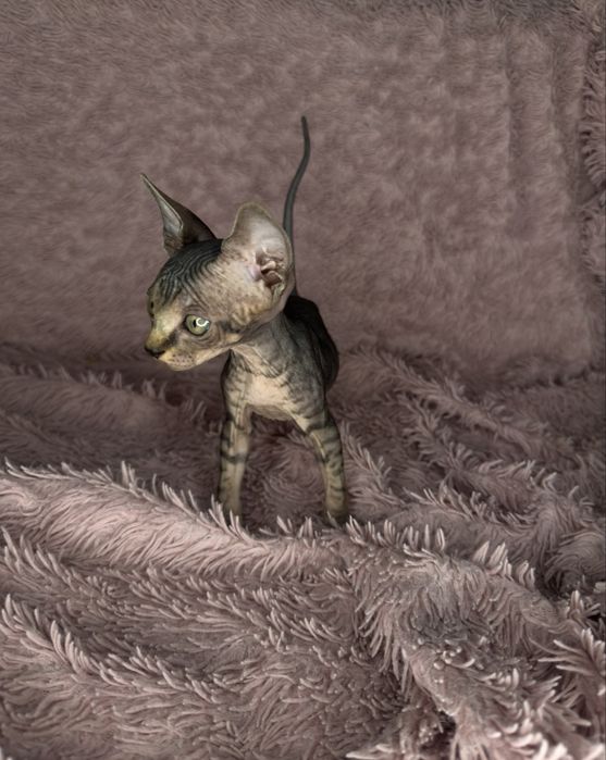 Котята сфинкса.