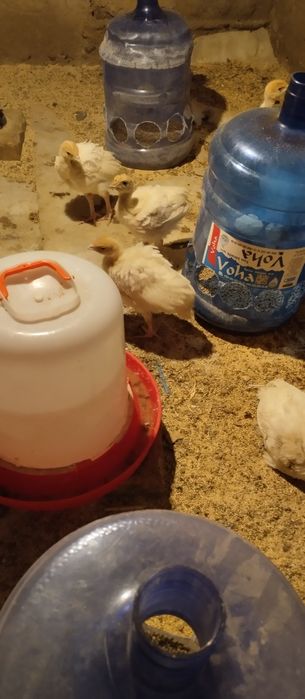 Big 6 kurka joʻjalari sotuvda