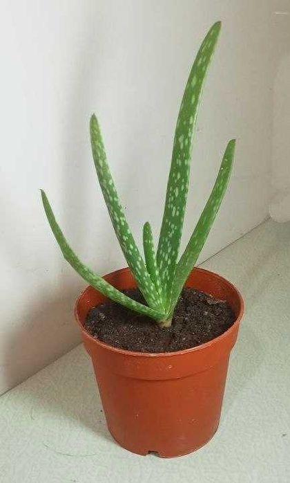 Продам. Алоэ Вера лечебное, косметическое