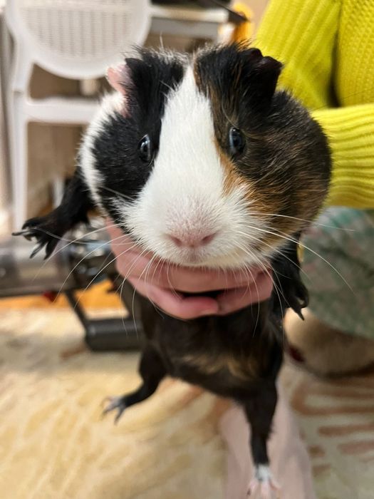 Porcusor de guineea se doneaza.