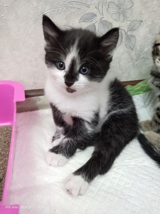 Mushukchalar sotiladi