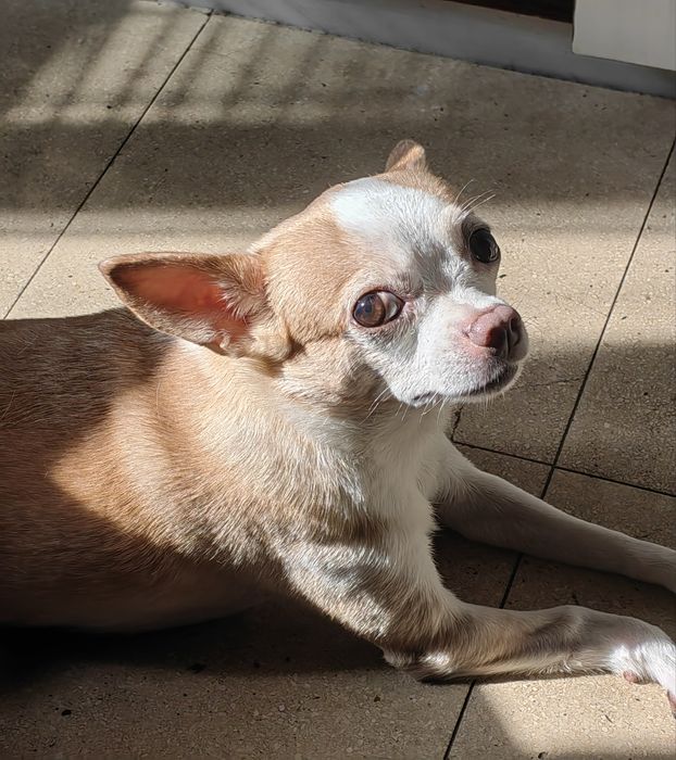 Подарявам мъжко куче