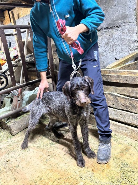 Дратхаар девочка