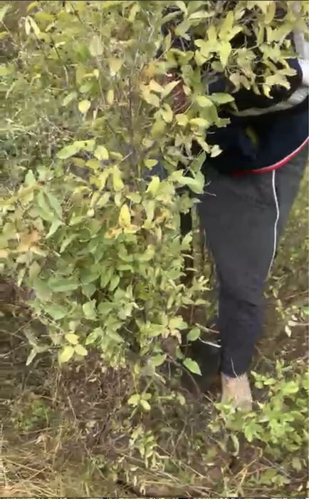 Жимолость татарская