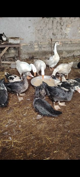 Indushkalar sotiladi. Urganch