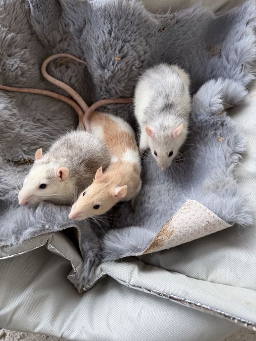 Vand șobolani de companie