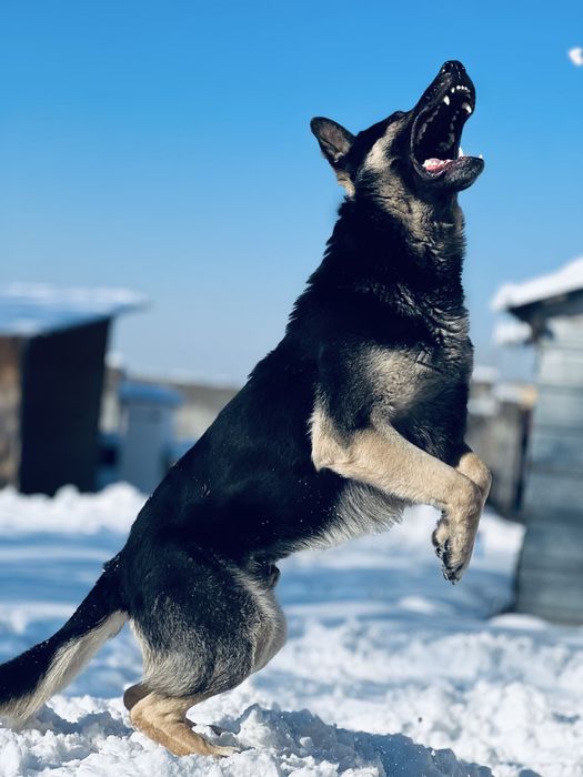 Вязка  овчарка (Кобель) ВЕО Обмен