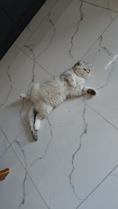 Серебристый шиншилла девичка тоза парода