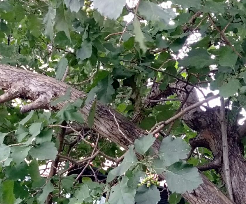 Продам саженцы боярышника