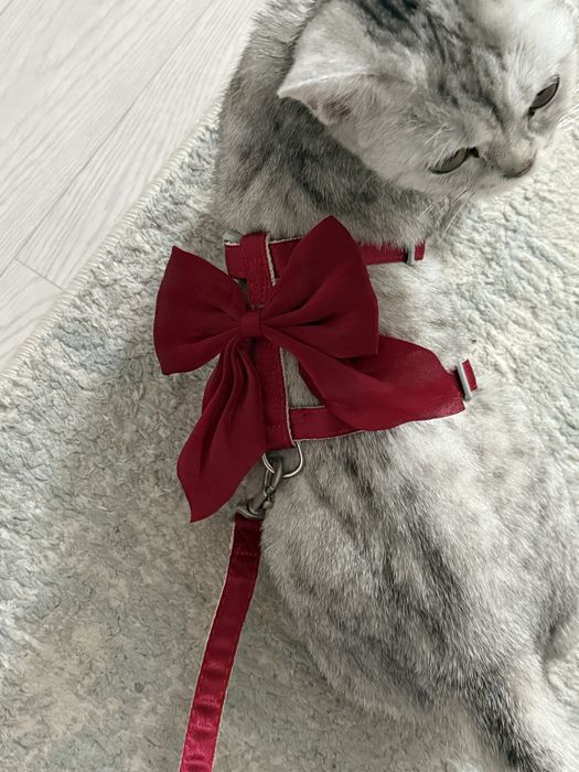 Продаётся красивый котёнок