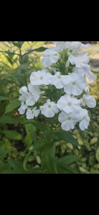 Продам цветы многолетние