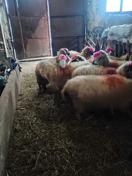 Vând 12 oi și un berbec